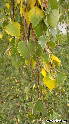 13 ����: ��� ������� �����