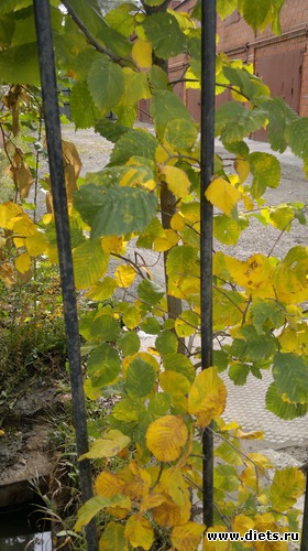 15 ����: ��� ������� �����