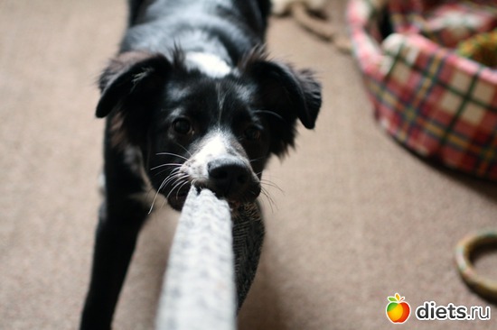 ������, ������: ����