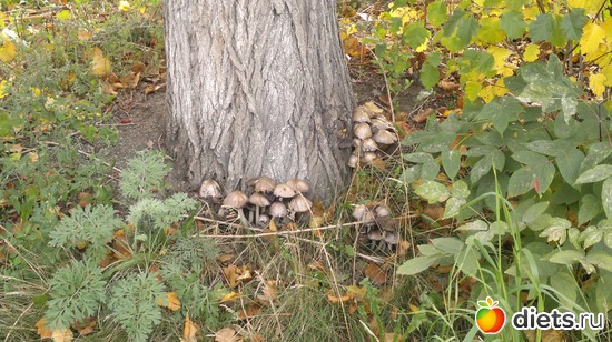 16 ����: ��� ������� �����