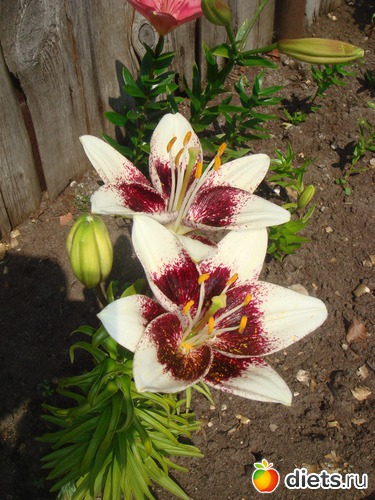 3 фото: цветы