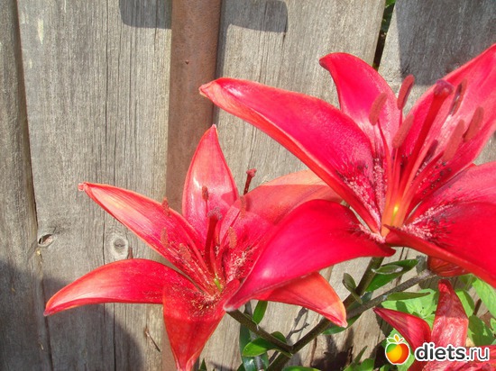 4 фото: цветы