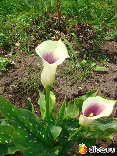 9 фото: цветы