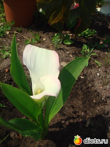 10 фото: цветы