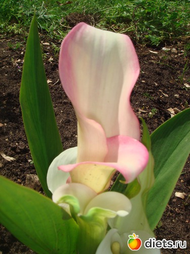 12 фото: цветы