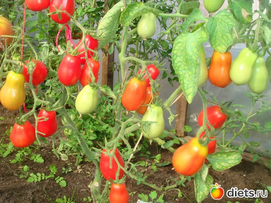 2 ����: ������ 2012