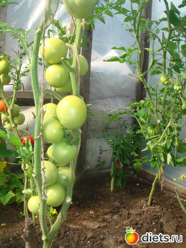 4 ����: ������ 2012