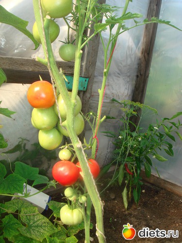 5 ����: ������ 2012