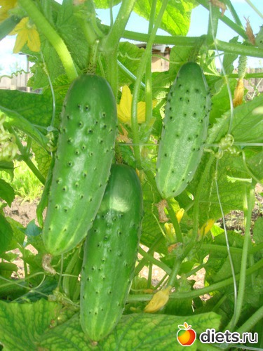 7 ����: ������ 2012