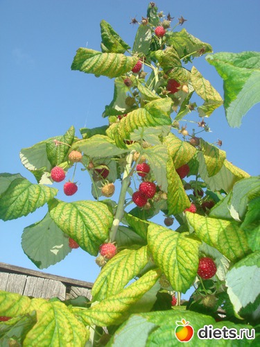 ������ � ��������, ������: ������ 2012