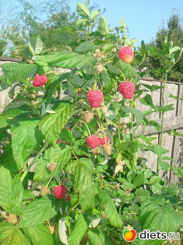 13 ����: ������ 2012