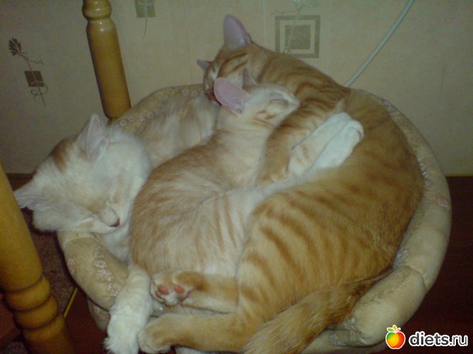 1 ����: ��� ���������