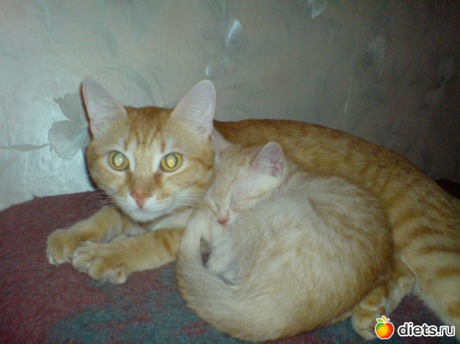 3 ����: ��� ���������