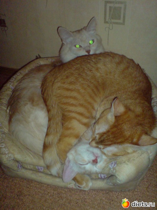 4 ����: ��� ���������