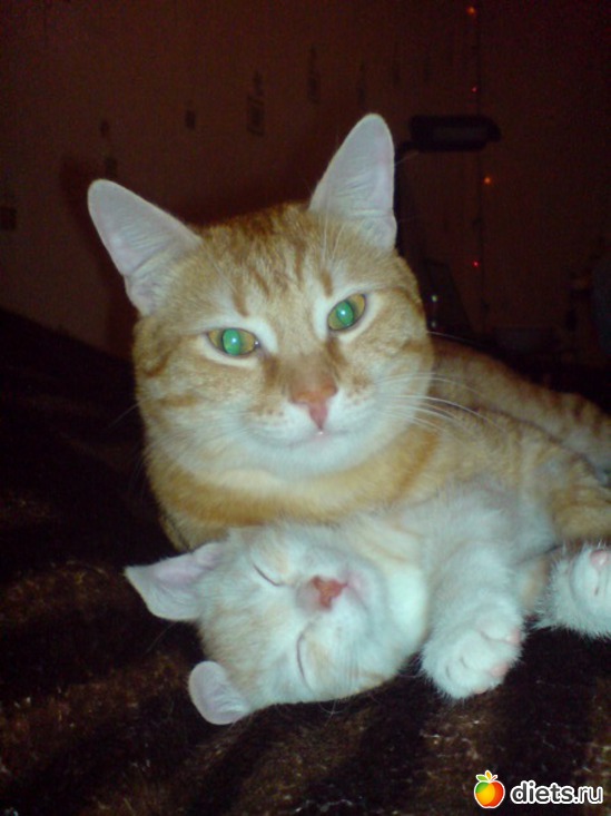 5 ����: ��� ���������