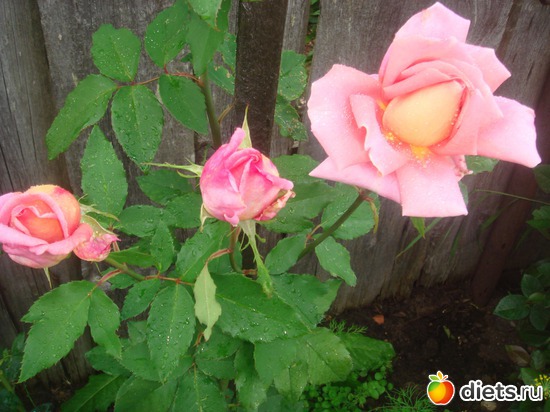 14 фото: цветы