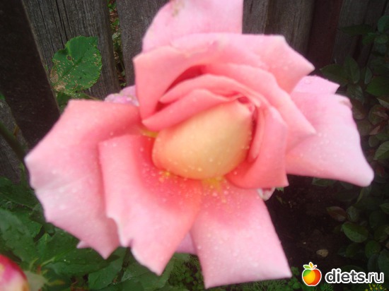 15 фото: цветы