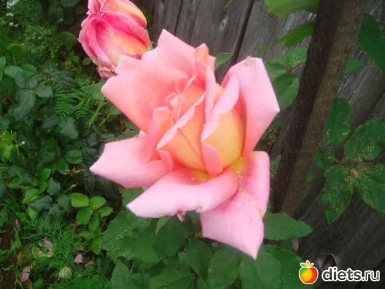 16 фото: цветы