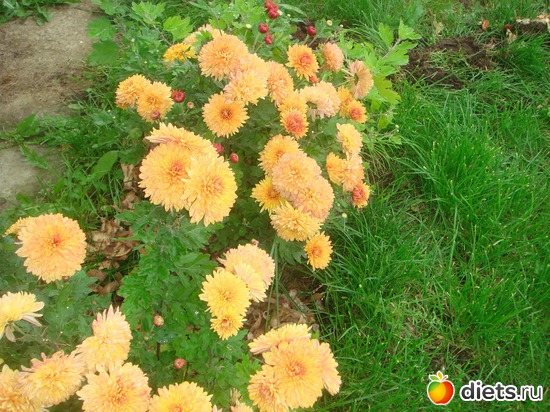 17 фото: цветы