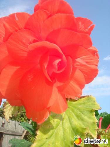 13 фото: цветы