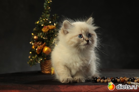 ������ 2 ������, ������: ������