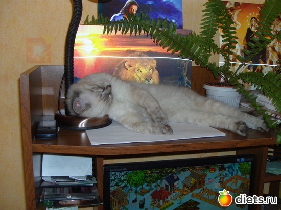 5 �������, ������: ������