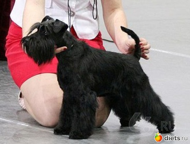 14 фото: Такие разные звери....