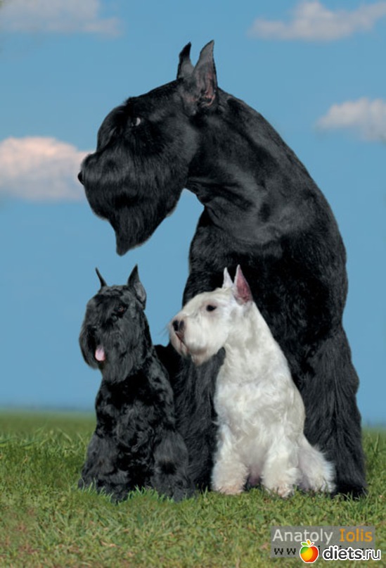 18 фото: Такие разные звери....