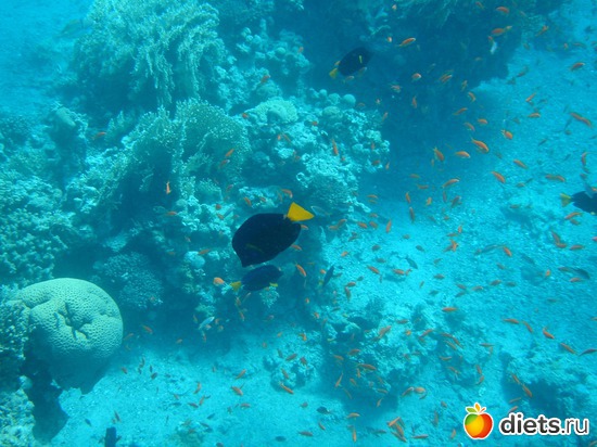 more, ������: ���������