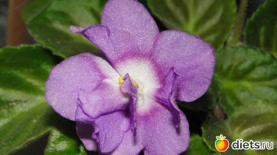 7 ����: ��� ��������