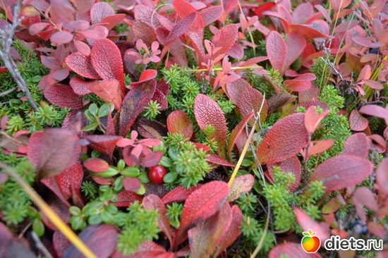 1 ����: �����