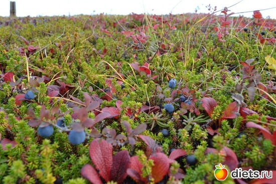 4 ����: �����