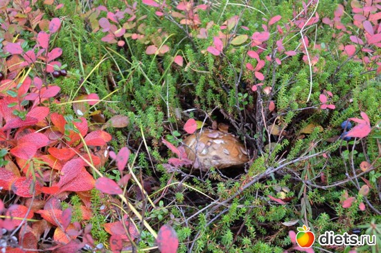 5 ����: �����