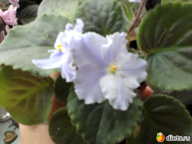 12 ����: ��� ��������