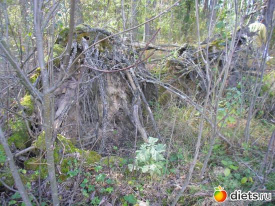 ������, ������: � ����