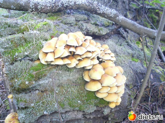 �������� �� ������, ������: � ����