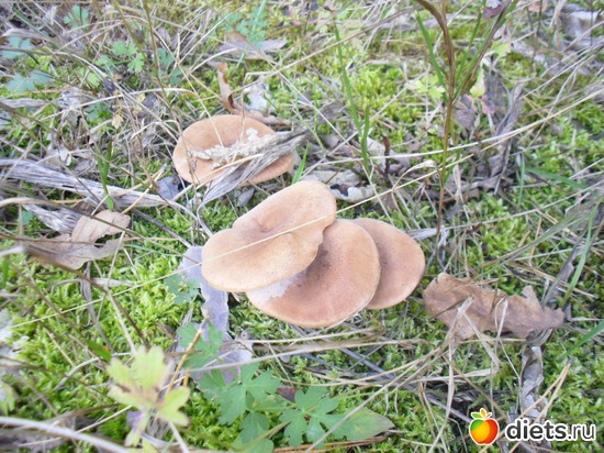 �����, ������: � ����