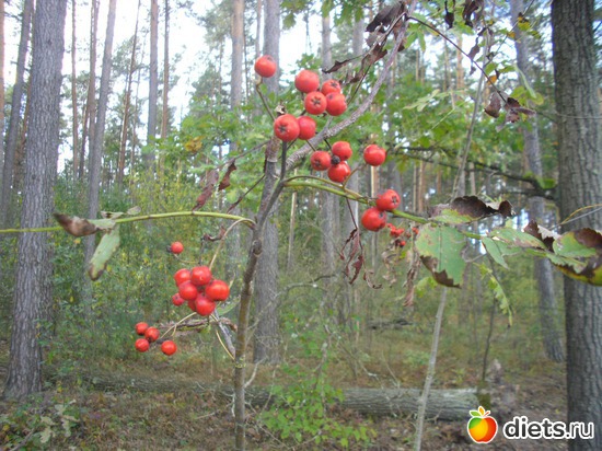 ������, ������: � ����