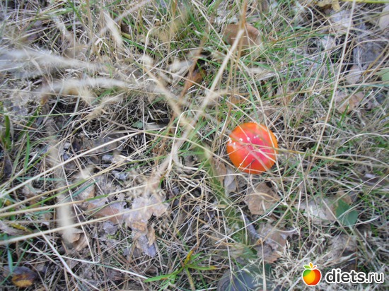 ������� ��������, ������: � ����