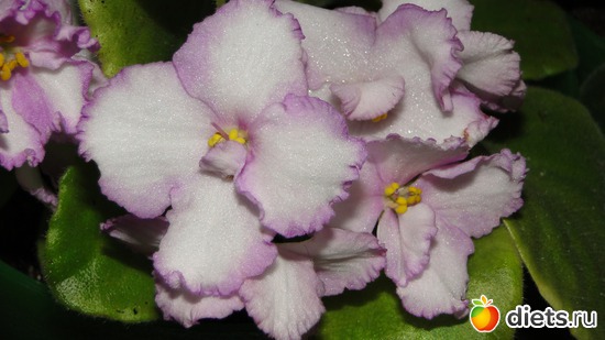 4 ����: ��� ��������