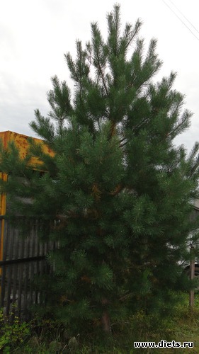 12 ����: ������� �����