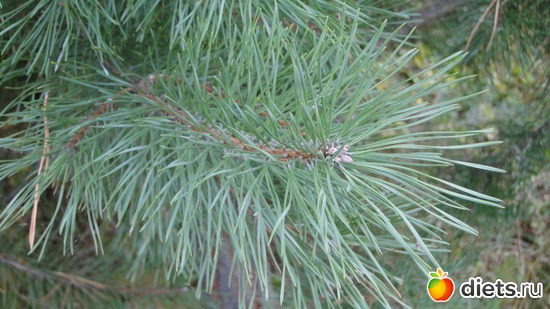 13 ����: ������� �����