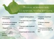 Свойства зеленого чая
