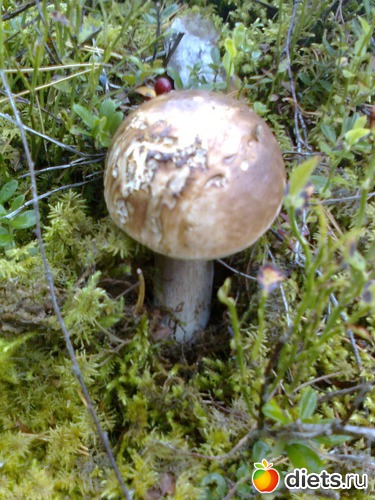 20 ����: �����������