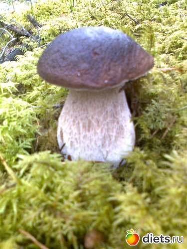 21 ����: �����������