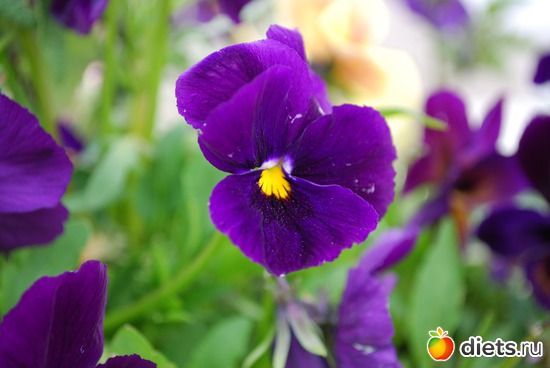 ������, ������: ����� � �������