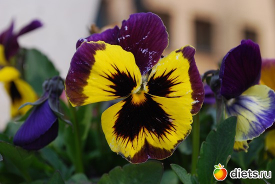 ������� ������, ������: ����� � �������