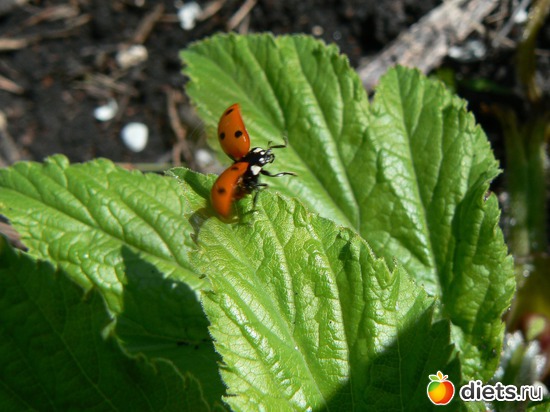 ����� �������, ������: ����� � �������