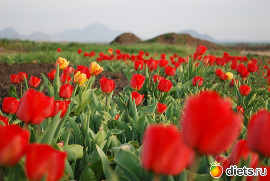 �������� � ������ ����������, ������: ����� � �������