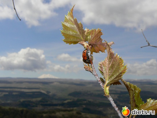 21 ����: ����� � �������